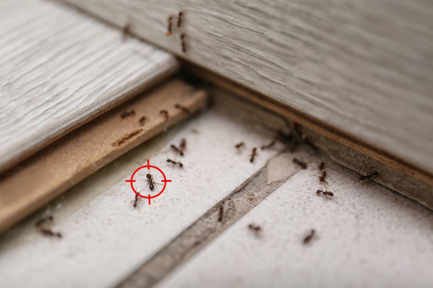 Bird Control in Butler, NJ